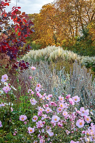 GREEN_AND_GORGEOUS_FLOWERS_OXFORDSHIRE_SEPTEMBER_CUTTING_GARDEN_FIELD_COTINUS_PAMPAS_GRASS_AND_ANEMO
