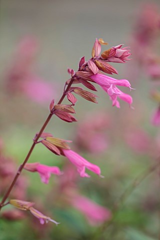 GREEN_AND_GORGEOUS_FLOWERS_OXFORDSHIRE_PINK_FLOWERS_OF_SALVIA_KISSES_AND_WISHES_PERENNIALS_SUMMER