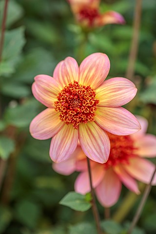 GREEN_AND_GORGEOUS_FLOWERS_OXFORDSHIRE_ORANGE_BROWN_FLOWERS_OF_DAHLIA_TOTALLY_TANGERINE_PERENNIALS_S