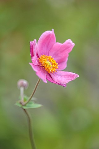 GREEN_AND_GORGEOUS_FLOWERS_OXFORDSHIRE_PINK_YELLOW_FLOWERS_OF_ANEMONE_HUPEHENSIS_HADSPEN_ABUNDANCE_P
