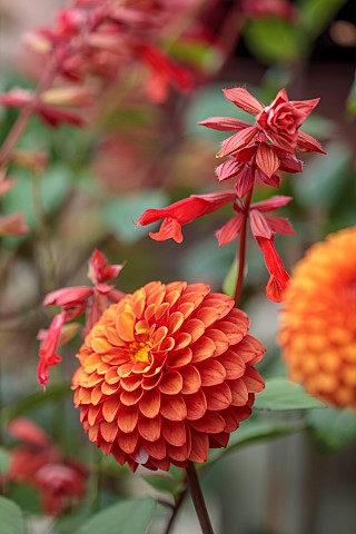 GREEN_AND_GORGEOUS_FLOWERS_OXFORDSHIRE_ORANGE_BROWN_FLOWERS_OF_DAHLIA_BROWN_SUGAR_SALVIA_EMBERS_WISH