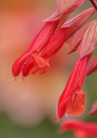 GREEN_AND_GORGEOUS_FLOWERS_OXFORDSHIRE_PINK_RED_FLOWERS_OF_SALVIA_EMBERS_WISHES_PERENNIALS_SUMMER_SC