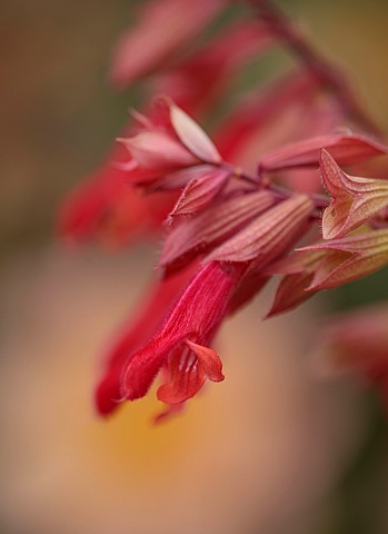 GREEN_AND_GORGEOUS_FLOWERS_OXFORDSHIRE_PINK_RED_FLOWERS_OF_SALVIA_EMBERS_WISHES_PERENNIALS_SUMMER_SC