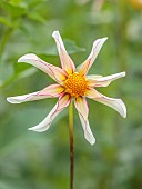 GREEN AND GORGEOUS FLOWERS, OXFORDSHIRE: PINK, YELLOW, CREAM FLOWERS OF DAHLIA HONKA FRAGILE, PERENNIALS, SUMMER