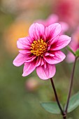 GREEN AND GORGEOUS FLOWERS, OXFORDSHIRE: PINK, YELLOW, FLOWERS OF DAHLIA SKYFALL, PERENNIALS, SUMMER