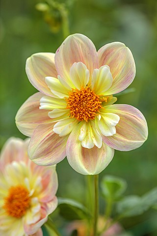 GREEN_AND_GORGEOUS_FLOWERS_OXFORDSHIRE_PINK_YELLOW_BROWN_CREAM_FLOWERS_OF_DAHLIA_APRIL_HEATHER_PEREN