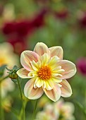 GREEN AND GORGEOUS FLOWERS, OXFORDSHIRE: PINK, YELLOW, BROWN, CREAM FLOWERS OF DAHLIA APRIL HEATHER, PERENNIALS, SUMMER