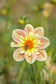 GREEN AND GORGEOUS FLOWERS, OXFORDSHIRE: PINK, YELLOW, BROWN, CREAM FLOWERS OF DAHLIA APRIL HEATHER, PERENNIALS, SUMMER, BEE