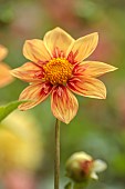 GREEN AND GORGEOUS FLOWERS, OXFORDSHIRE: ORANGE, YELLOW, BROWN, FLOWERS OF DAHLIA, PERENNIALS, SUMMER