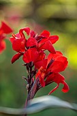 MORTON HALL GARDENS, WORCESTERSHIRE: RED FLOWERS OF CANNA, PERENNIALS, SEPTEMBER
