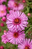 MORTON HALL GARDENS, WORCESTERSHIRE: PINK FLOWERS OF ASTERS, SYMPHYOTRICHUM NOVAE - ANGLIAE BRUNSWICK, SEPTEMBER, PERENNIALS