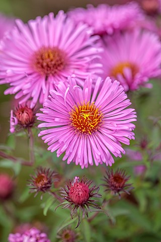 MORTON_HALL_GARDENS_WORCESTERSHIRE_PINK_FLOWERS_OF_ASTERS_SYMPHYOTRICHUM_NOVAE__ANGLIAE_BRUNSWICK_SE