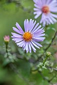 MORTON HALL GARDENS, WORCESTERSHIRE: BLUE FLOWERS OF ASTERS, SYMPHYOTRICHUM LAEVIS CALLIOPE, SEPTEMBER, PERENNIALS