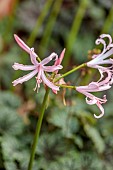 MORTON HALL GARDENS, WORCESTERSHIRE: PINK FLOWERS OF NERINE BOWDENII MARNIE ROGERSON, SEPTEMBER, BULBS