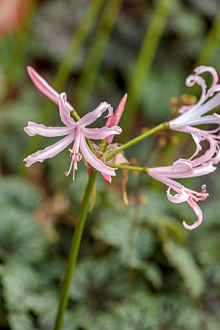 MORTON_HALL_GARDENS_WORCESTERSHIRE_PINK_FLOWERS_OF_NERINE_BOWDENII_MARNIE_ROGERSON_SEPTEMBER_BULBS