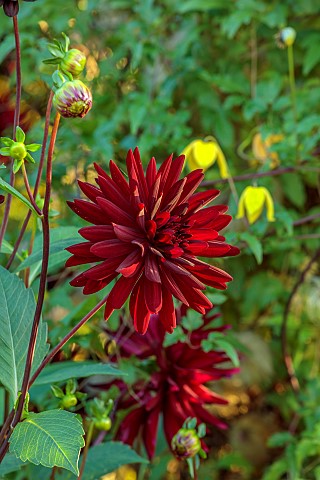 MORTON_HALL_GARDENS_WORCESTERSHIRE_RED_FLOWERS_BLOOMS_OF_DARK_RED_DAHLIA_CHAT_NOIR_PERENNIALS_TUBER_