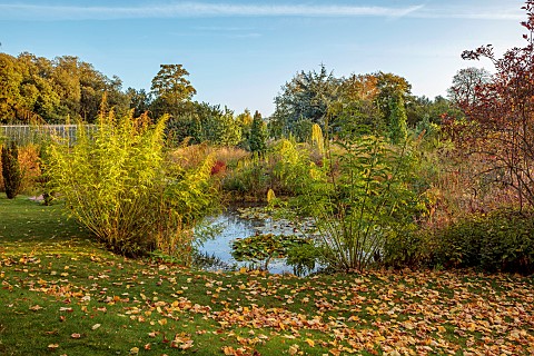 EAST_COURT_GARDENS_GLOUCESTERSHIRE_LAWN_POOL_POND_WATER_LAKE_GREEN_FOLIAGE_FLOWERS_OF_DATISCA_CANNAB