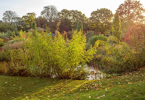 EAST_COURT_GARDENS_GLOUCESTERSHIRE_LAWN_POOL_POND_WATER_LAKE_GREEN_FOLIAGE_FLOWERS_OF_DATISCA_CANNAB