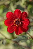 EAST COURT GARDENS, GLOUCESTERSHIRE: RED FLOWERS OF DAHLIA BISHOP OF AUCKLAND, PERENNIALS