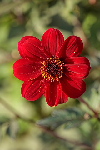 EAST_COURT_GARDENS_GLOUCESTERSHIRE_RED_FLOWERS_OF_DAHLIA_BISHOP_OF_AUCKLAND_PERENNIALS