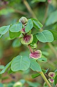 EAST COURT GARDENS, GLOUCESTERSHIRE: GREEN, PURPLE FLOWERS OF AMICIA ZYGOMERIS, YOKE LEAVED AMICIA, GREEN, LEAVES, FOLIAGE, ANNUALS, CLIMBERS, CLIMBING
