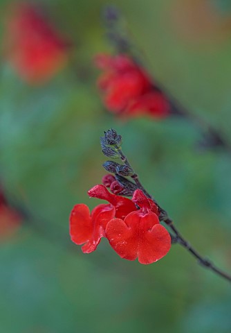 EAST_COURT_GARDENS_GLOUCESTERSHIRE_RED_FLOWERS_OF_SALVIA_X_JAMENSIS_ROYAL_BUMBLE_AGM_SCENTED_FRAGRAN