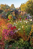 NORWELL NURSERIES, NOTTINGHAMSHIRE: AUTUMN, BORDERS, SYMPHYOTRICHUM ROSE QUEEN, ASTER ROSE QUEEN, COSMOS PURITY, DAHLIA, OCTOBER, PERENNIALS, FALL, BLOOMS, BLOOMING