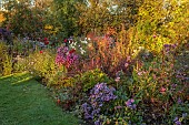 NORWELL NURSERIES, NOTTINGHAMSHIRE:  AUTUMN, BORDERS, PINK FLOWERS OF SYMPHYOTRICHUM ROSE QUEEN, ASTER ROSE QUEEN, COSMOS PURITY