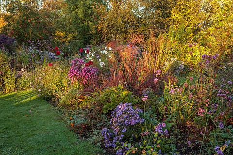 NORWELL_NURSERIES_NOTTINGHAMSHIRE__AUTUMN_BORDERS_PINK_FLOWERS_OF_SYMPHYOTRICHUM_ROSE_QUEEN_ASTER_RO