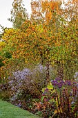 NORWELL NURSERIES, NOTTINGHAMSHIRE: FALL, AUTUMN, BORDERS, YELLOW FRUITS OF MALUS GOLDEN HORNET, ASTERS