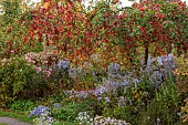 NORWELL NURSERIES, NOTTINGHAMSHIRE: FALL, AUTUMN, BORDERS, RED FRUITS OF MALUS RED SENTINEL, ROSA BONICA, SYMPHYOTRICHUM CORDIFOLIUM, BLUE WOOD ASTER, ASTERS, CRAB APPLES