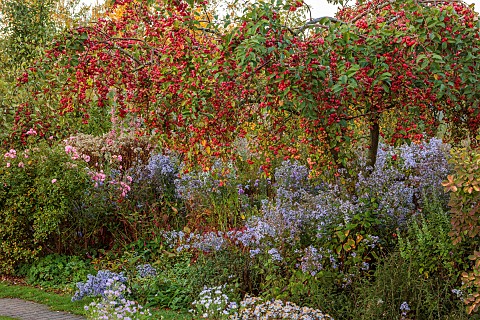 NORWELL_NURSERIES_NOTTINGHAMSHIRE_FALL_AUTUMN_BORDERS_RED_FRUITS_OF_MALUS_RED_SENTINEL_ROSA_BONICA_S