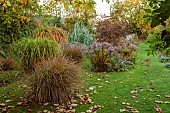 NORWELL NURSERIES, NOTTINGHAMSHIRE: MISCANTHUS CHINA, ARUNDO DONAX, ASTER, AUTUMN, LAWNS