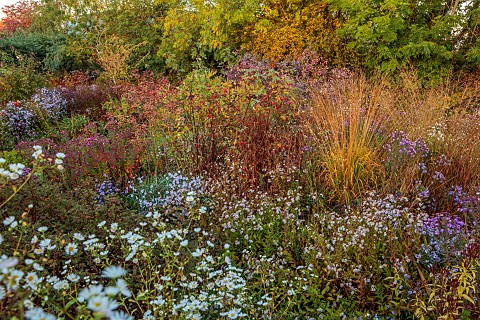 NORWELL_NURSERIES_NOTTINGHAMSHIRE_BORDERS_OCTOBER_PERENNIALS_FALL_BLOOMS_BLOOMING_GRASSES_ASTERS_MIC
