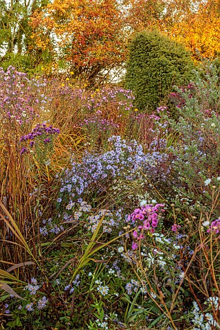 NORWELL_NURSERIES_NOTTINGHAMSHIRE_BORDERS_OCTOBER_PERENNIALS_FALL_BLOOMS_BLOOMING_GRASSES_ASTERS_MIC