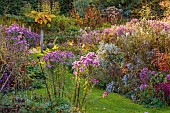 NORWELL NURSERIES, NOTTINGHAMSHIRE: BORDERS OF ASTERS BESIDE THE POND, POOL, AUTUMN, LAWN, PATHS