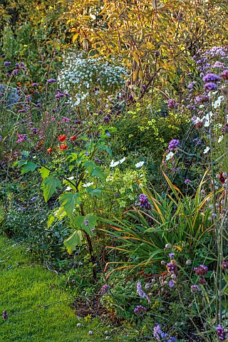 NORWELL_NURSERIES_NOTTINGHAMSHIRE_AUTUMN_BORDER_GREEN_LEAVES_FOLIAGE_OF_NICANDRA_PHYSALODES