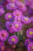 NORWELL NURSERIES, NOTTINGHAMSHIRE: PINK FLOWERS OF SYMPHYOTRICHUM ROSE QUEEN, ASTER ROSE QUEEN, OCTOBER, PERENNIALS, FALL, BLOOMS, BLOOMING