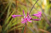 NORWELL NURSERIES, NOTTINGHAMSHIRE: PINK FLOWERS OF NERINE BOWDENII FAVOURITE, OCTOBER, FALL, BLOOMS, BULBS