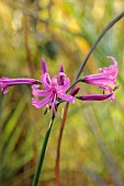 NORWELL NURSERIES, NOTTINGHAMSHIRE: PINK FLOWERS OF NERINE BOWDENII FAVOURITE, OCTOBER, FALL, BLOOMS, BULBS