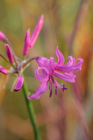 NORWELL_NURSERIES_NOTTINGHAMSHIRE_PINK_FLOWERS_OF_NERINE_BOWDENII_FAVOURITE_OCTOBER_FALL_BLOOMS_BULB