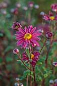 NORWELL NURSERIES, NOTTINGHAMSHIRE: PINK, RED, YELLOW FLOWERS OF CHRYSANTHEMUM AHLEMER ROTE, OCTOBER, FALL, BLOOMS, PERENNIALS