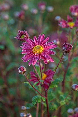 NORWELL_NURSERIES_NOTTINGHAMSHIRE_PINK_RED_YELLOW_FLOWERS_OF_CHRYSANTHEMUM_AHLEMER_ROTE_OCTOBER_FALL