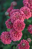 NORWELL NURSERIES, NOTTINGHAMSHIRE: RED, PINK FLOWERS, BLOOMS OF CHRYSANTHEMUM DR TOM PARR, FRAGRANT, SCENTED, PERENNIALS