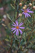 NORWELL NURSERIES, NOTTINGHAMSHIRE: BLUE, PURPLE FLOWERS OF ASTER AMELLUS SONORA, OCTOBER, FALL, BLOOMS, PERENNIALS