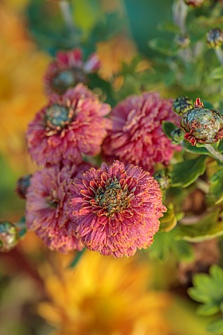 NORWELL_NURSERIES_NOTTINGHAMSHIRE_PINK_RED_FLOWERS_OF_CHRYSANTHEMUM_DR_TOM_PARR_OCTOBER_FALL_BLOOMS_