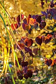 NORWELL NURSERIES, NOTTINGHAMSHIRE: RED LEAVES OF CERCIS CANADENSIS FOREST PANSY, DECIDUOUS, TREES, AUTUMN, OCTOBER, FALL