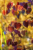 NORWELL NURSERIES, NOTTINGHAMSHIRE: RED LEAVES OF CERCIS CANADENSIS FOREST PANSY, DECIDUOUS, TREES, AUTUMN, OCTOBER, FALL