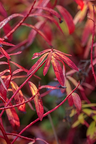 NORWELL_NURSERIES_NOTTINGHAMSHIRE_RED_LEAVES_FOLIAGE_OF_EUPHORBIA_GRIFFITHII_FIREGLOW_PERENNIALS_AUT
