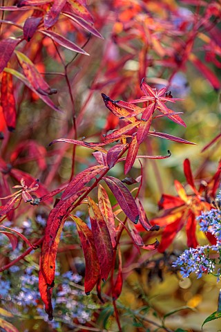 NORWELL_NURSERIES_NOTTINGHAMSHIRE_RED_LEAVES_FOLIAGE_OF_EUPHORBIA_GRIFFITHII_FIREGLOW_PERENNIALS_AUT